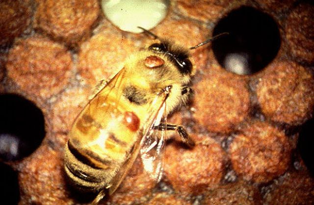 waroza-pszczol