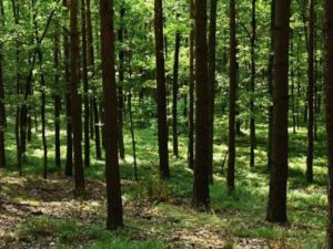 Czy będzie zakaz wstępu do lasu?