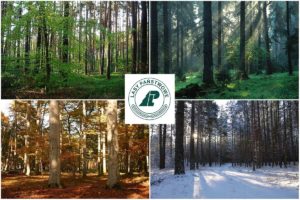 Cztery Pory Lasu – program o lesie nie tylko dla leśników