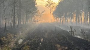 Pożar lasu w okolicach Miasteczka Śląskiego